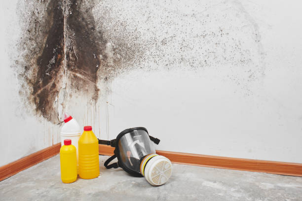 Best Emergency Mold Remediation in Highlands, CA