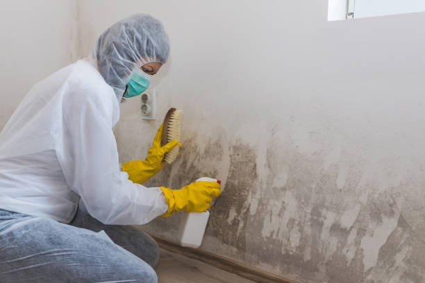 Best Residential Mold Remediation in Highlands, CA