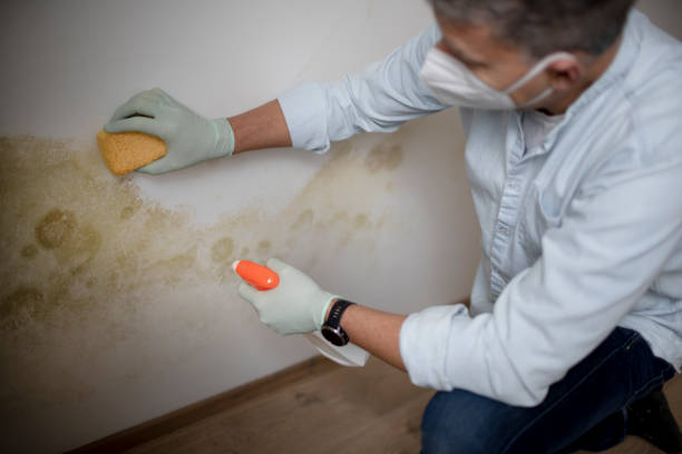 Best Basement Mold Remediation in Highlands, CA