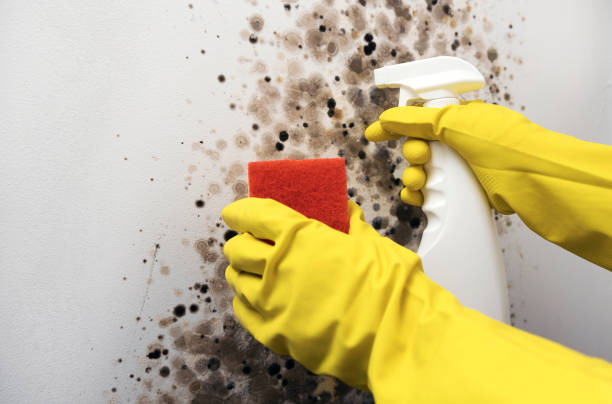 Best Basement Mold Remediation in Highlands, CA